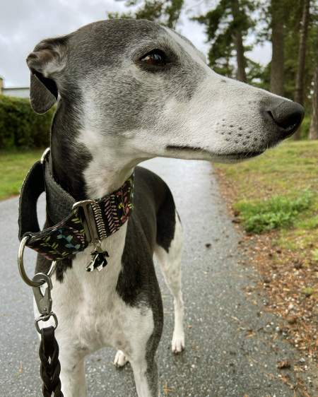 sighthound sv.jpg